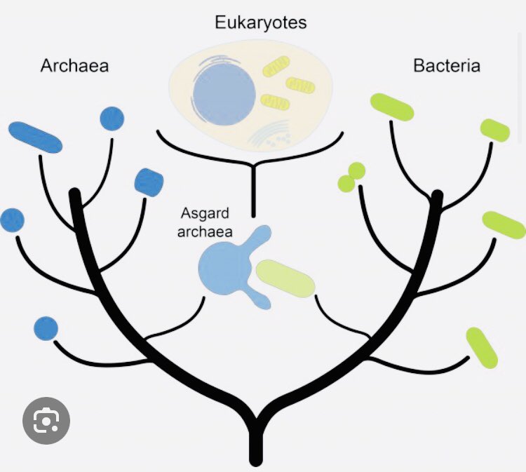 Бидний өвөг “ ASGARD”  гэх бичил биет. 2 тэрбум гаруй жилийн өмнө амьд амьтан түүний дотор хүн үүсэн бий болоход чухал нөлөө үзүүлж. 🦠🦠🦠