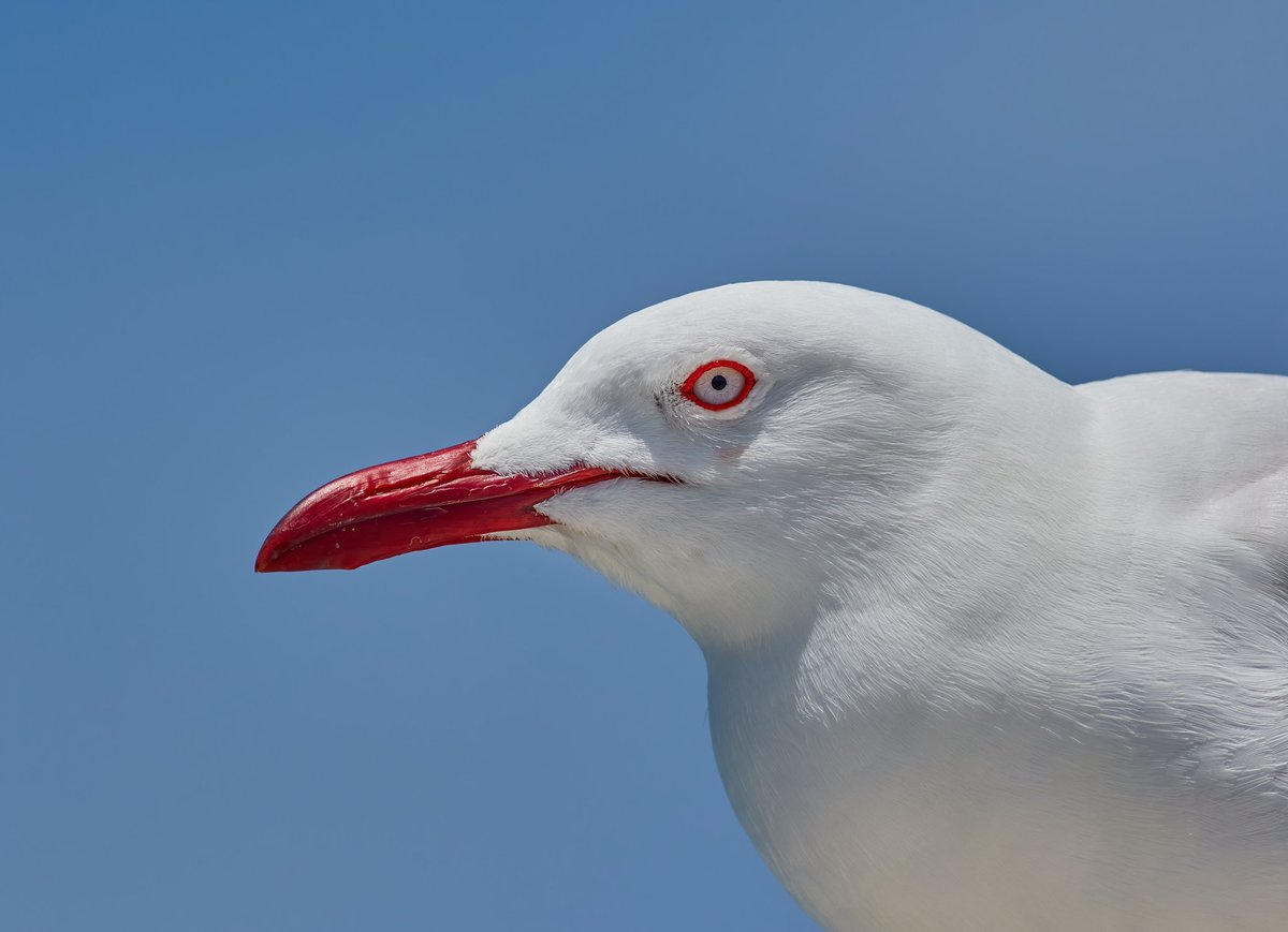 tomcdevon's tweet photo. It's a cold wintery day in Devon, so a #flashbackfriday to warmer December days down under and a portrait of a silver gull. Taken on the beautiful Lady Musgrave Island in the Great Barrier Reef.
#seabird #canon #wildlifephotographer #greatbarrierreef #paleagic #silvergull #canon https://t.co/tHqYwEH5Ff