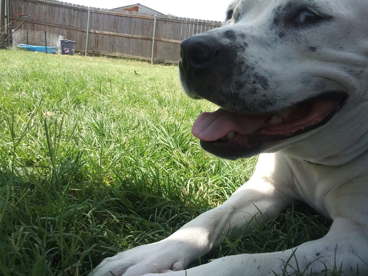 schlurplek's tweet photo. blessing your tl with the best dog ever <33 https://t.co/gPyyC3e8WS
