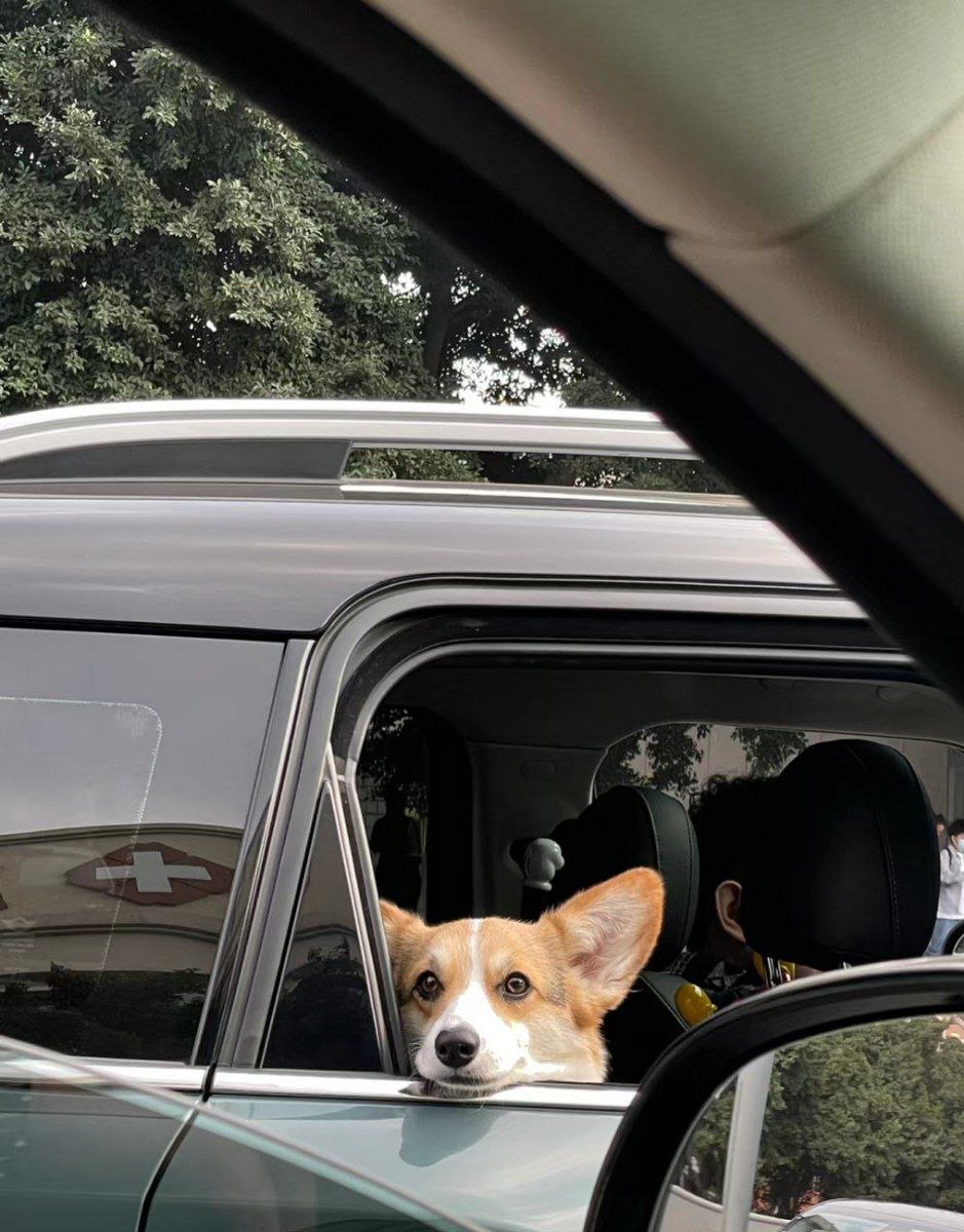CosmoBhidec's tweet image. When I went out in the morning, I found a cute corgi