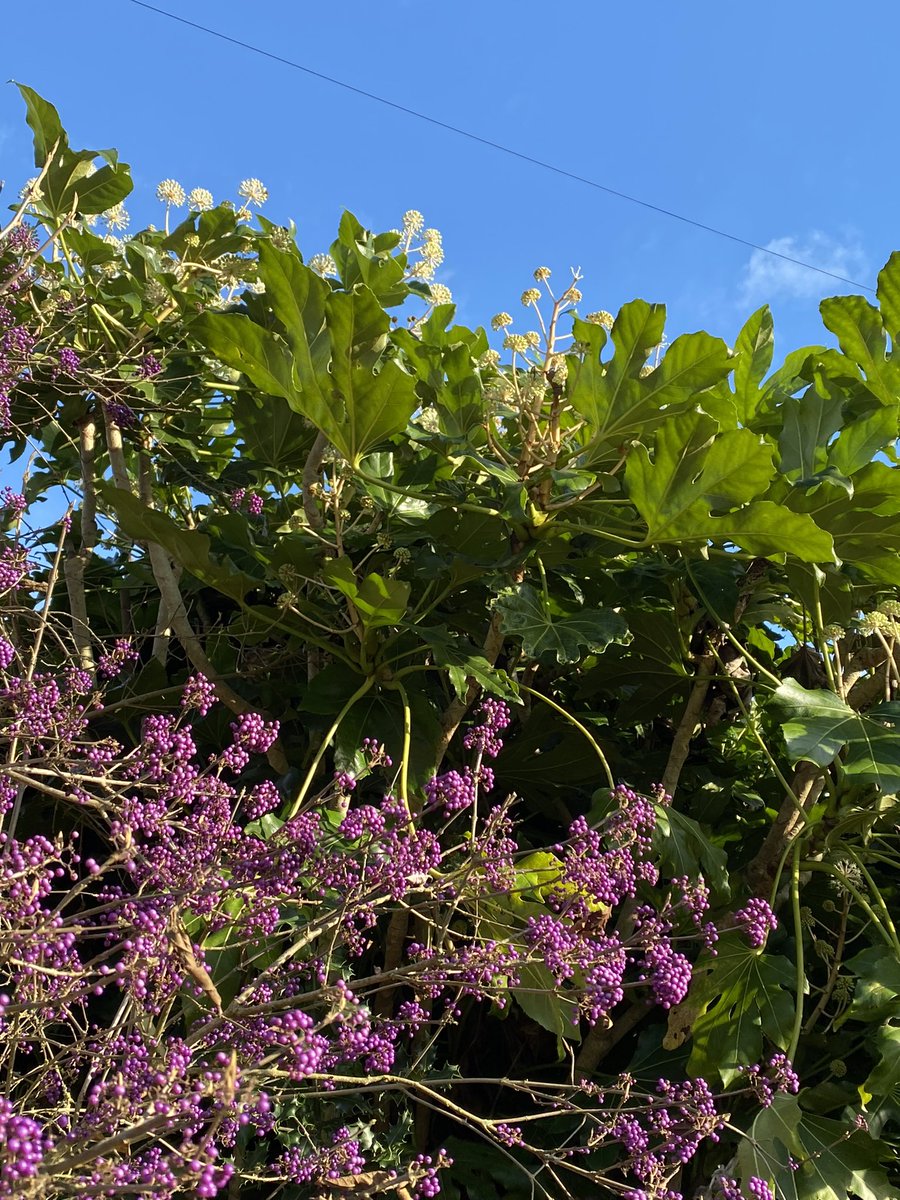 seaparkin's tweet image. Lovely light today. Spent a small amount of time outside &amp;amp; mostly in a bush :D Happy Friday x  #winter #coldoutside #parklife #matlock #derbyshire #hallLeyspark