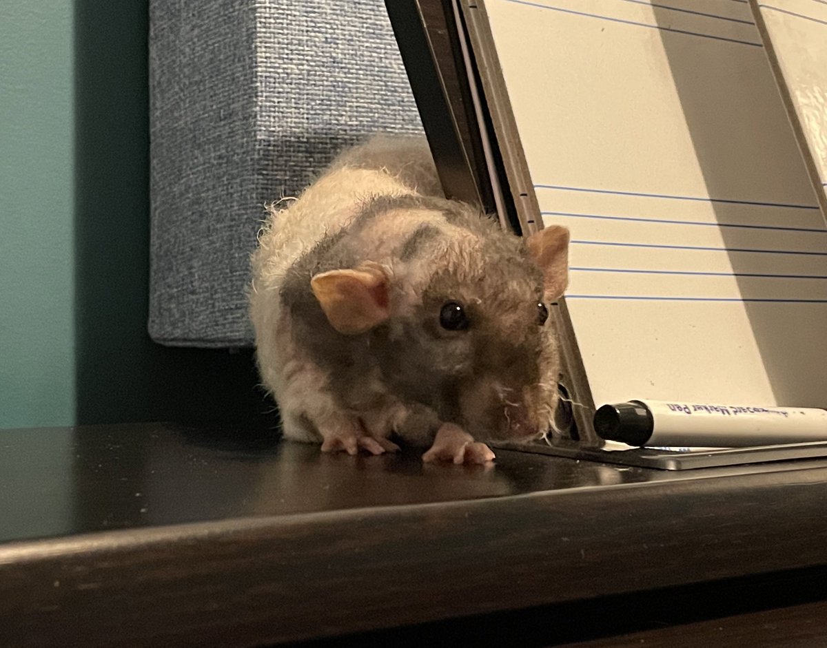 Brofur Poco hab decided to go to the bridge last night 😞 he was fine last night, and even played out wib cubby and Bandit, but went peacefully in his sleep in his igloo wib brofurs near. 

Which is porbably best way to go we fink. 

Still, is hard to lose him. 😢