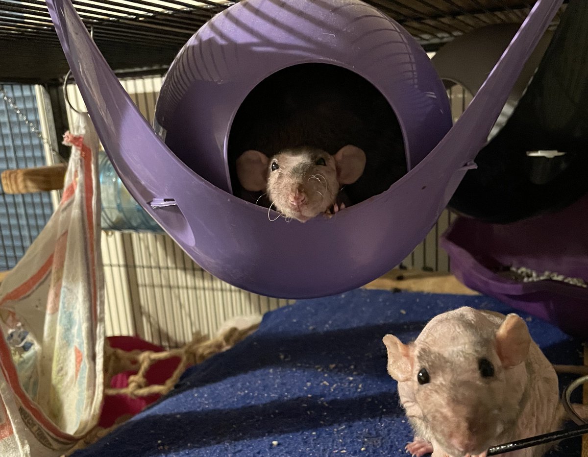 silly_whiskers's tweet photo. Brofur Poco hab decided to go to the bridge last night 😞 he was fine last night, and even played out wib cubby and Bandit, but went peacefully in his sleep in his igloo wib brofurs near. 

Which is porbably best way to go we fink. 

Still, is hard to lose him. 😢 https://t.co/oO6NviLWxM