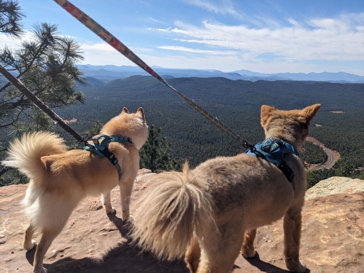 them2dogs's tweet photo. Remembering times on the mountains a few weeks ago in Arizona! ⛰️🐾 #dogswhohike #dogsoftwitter #dogsofx https://t.co/vbBl7JJpeP