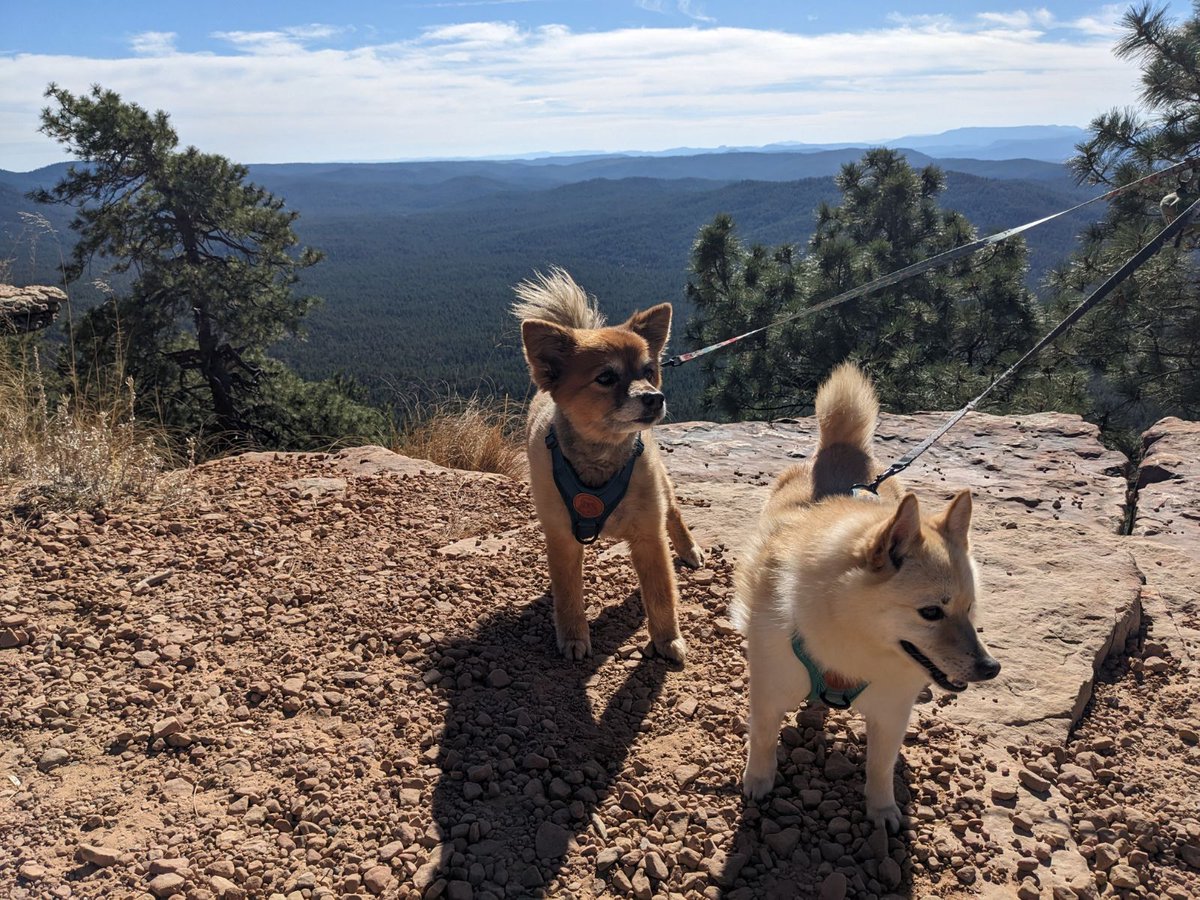 them2dogs's tweet photo. Remembering times on the mountains a few weeks ago in Arizona! ⛰️🐾 #dogswhohike #dogsoftwitter #dogsofx https://t.co/vbBl7JJpeP
