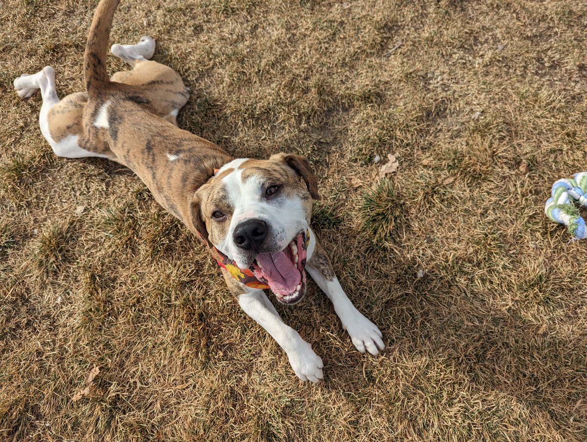 #ColoradoGivesDay is Tues, Dec. 5! Gifts to HSBV will be DOUBLED - up to $100,000! Give today at ColoradoGives.org/HSBV to save &amp; change the lives of thousands of pets in need. ❤🐾 #ColoradoGivesDay2023  #HumaneSociety #CGD2023 #SaveLives