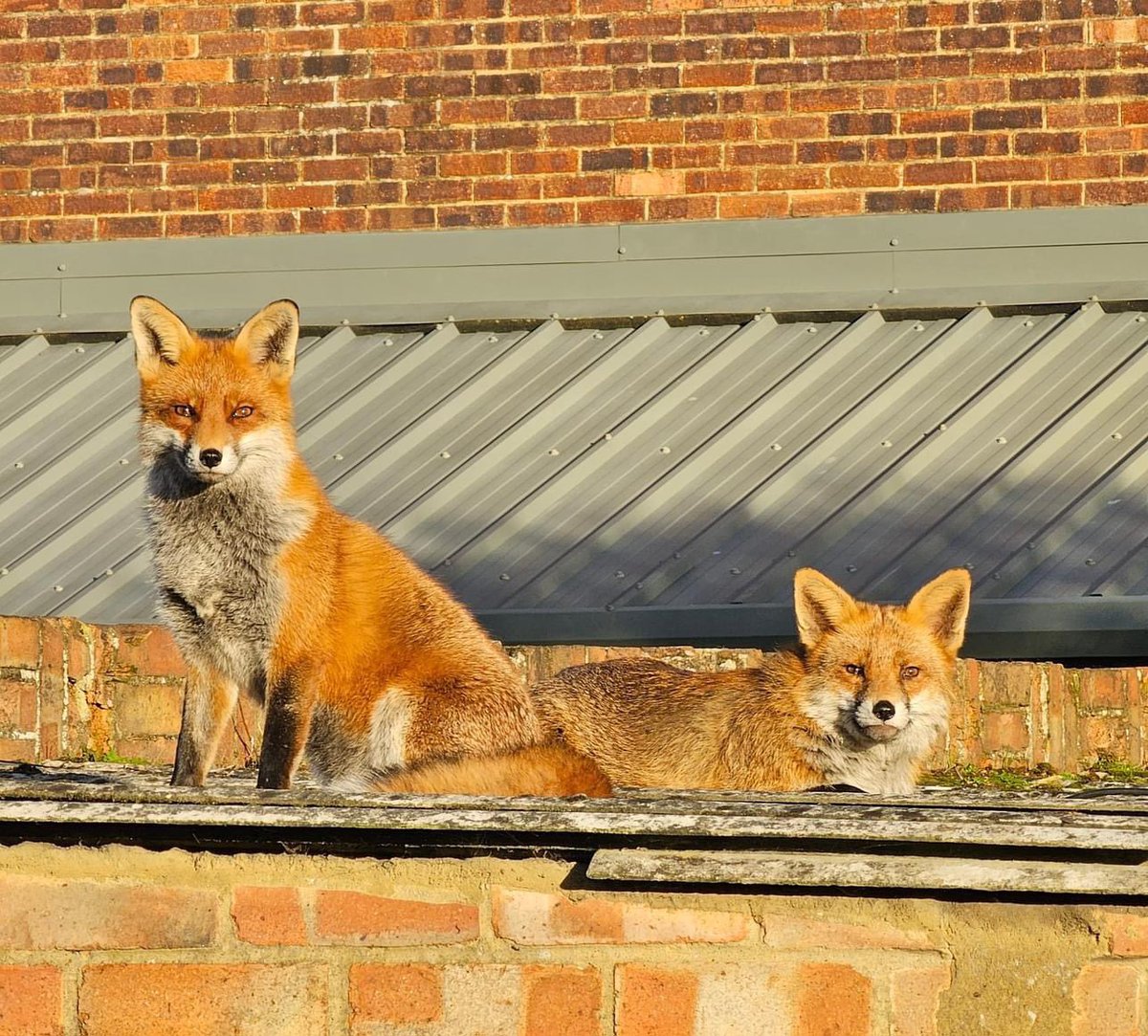 Debbie_Newall's tweet photo. @ChrisGPackham #foxoftheday https://t.co/pXrLwjlBCk