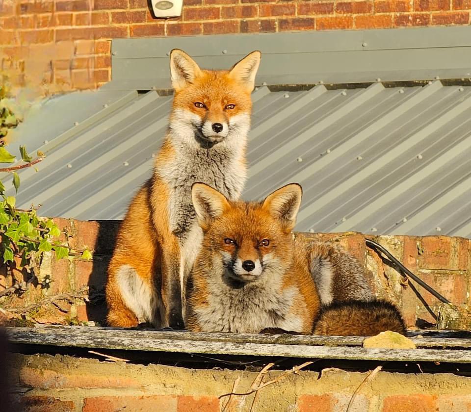 Debbie_Newall's tweet photo. @ChrisGPackham #foxoftheday https://t.co/pXrLwjlBCk