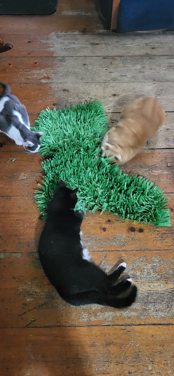 My babies loved this grass after I  dribbled cat nip in it. They destroyed it. So enjoyed to watch.