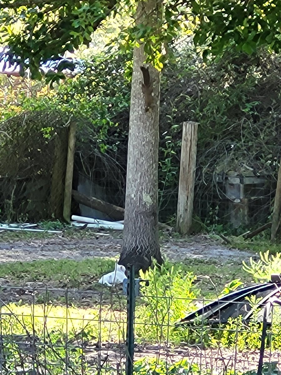 My baby Angel watched this squirrel for over an hour. 😻