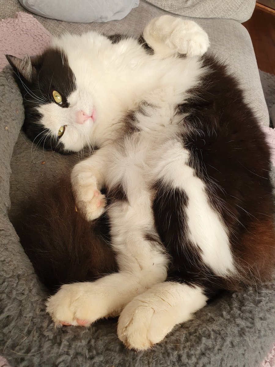 Starsky3Hutchin's tweet image. Good evening X Gang. I have good news, my tests came back clear - phew! I'm back on my food &amp;amp; feeling a lot better. Hope you're all having a good #Weekendeve Hugs &amp;amp; happy Purrs - Starsky x
#GingeAndTuxi #CatsOfX #Happydance #cats #FridayFeeling