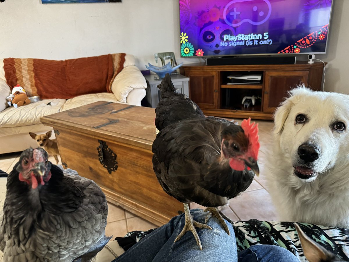 All I wanna do is eat some chips and play #mirage Beggars.