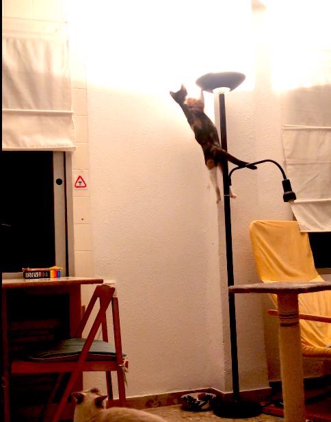 MrsLalupa's tweet photo. Vendo gato https://t.co/No0fd3Xnb0