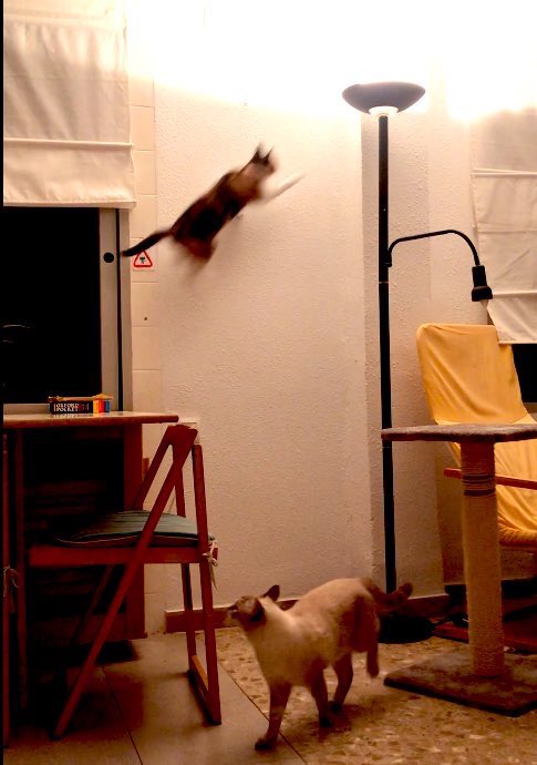 MrsLalupa's tweet photo. Vendo gato https://t.co/No0fd3Xnb0