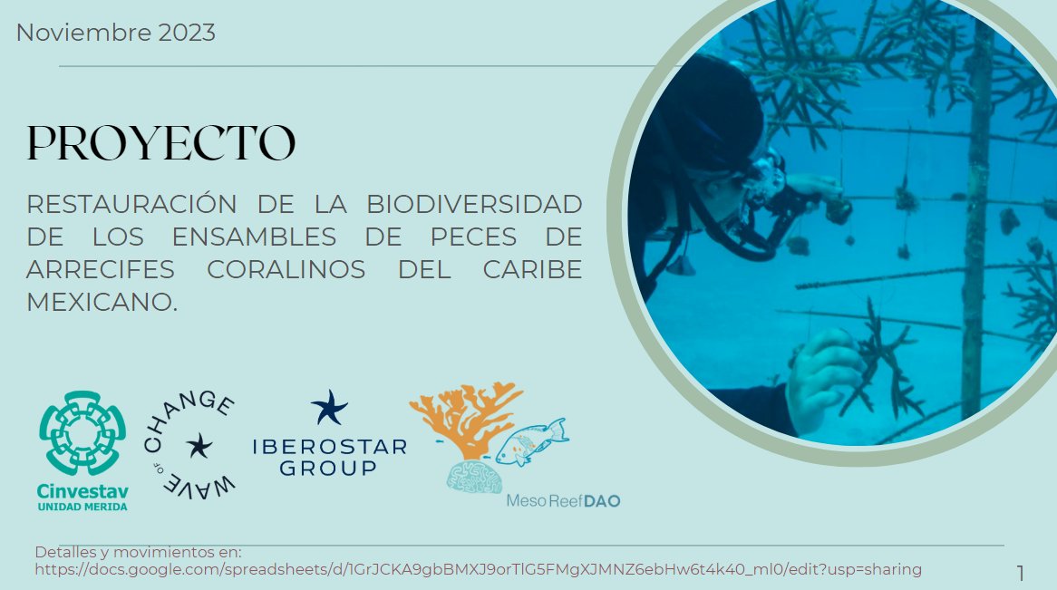 📢🌊🪸🐠✨
¡Hola, GM/GN!

Después de llegar a un consenso con los miembros, hemos decidido realizar un viaje de investigación al Laboratorio de Coral de @waveofchange/@IBEROSTAR en Playa Paraíso, Riviera Maya (del 26 al 29 de noviembre) como parte de nuestro acuerdo de…