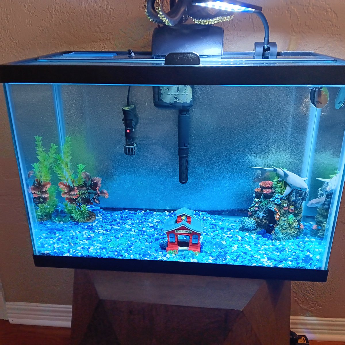 Chrispy0515's tweet image. Love my new fish tank I purchased and setup recently, and yes there's only "one" fish in there because he can't co-exist with others without killing them all. #FishTankLife #NewAquarium