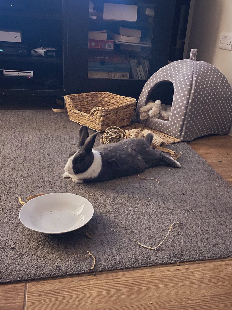 WafflesWillow's tweet photo. My first tweet as a solo bun. I am doing ok at the moment , in good heath (vet approved) and getting all the love from the humans. We all miss Willow everyday but wanted to let our bunpals know I’m doing ok ☺️ #rabbits #bunnies #cute #pets https://t.co/dHgwT0HYd4