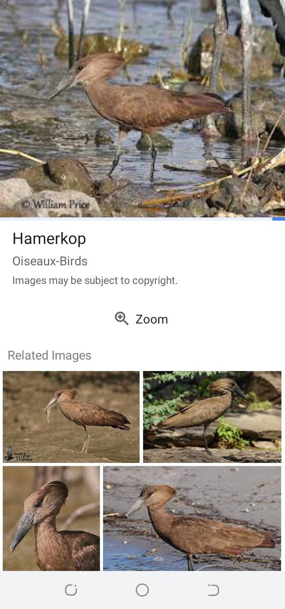 nyapokoto's tweet photo. @terrymap1 Inonzi Kondo a brown bird with a long mouth feeds on water creatures mostly. https://t.co/Yny0dzEk0P