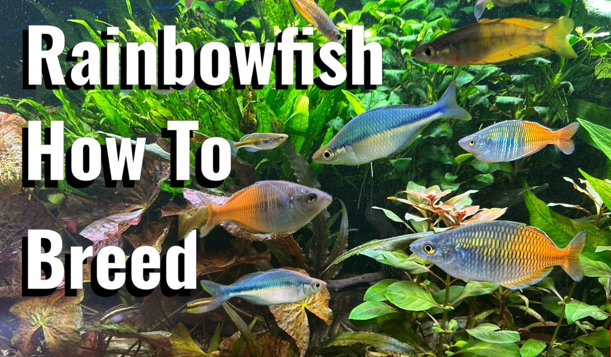 BgnAquariums's tweet photo. My latest video is out now.
How To Breed Rainbowfish #boesemani #tropicalfish #aquarium #howto #boes... https://t.co/WMzCUJLig2 via @YouTube https://t.co/YjXVJ1qLRD