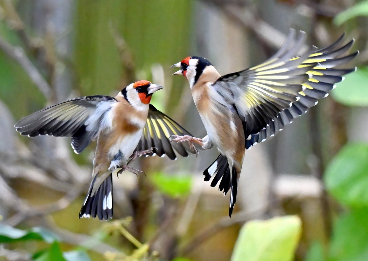 The Goldfinches were back to bickering in my Somerset garden today! 😁 Taken from.... well, you know where! 😅🐦