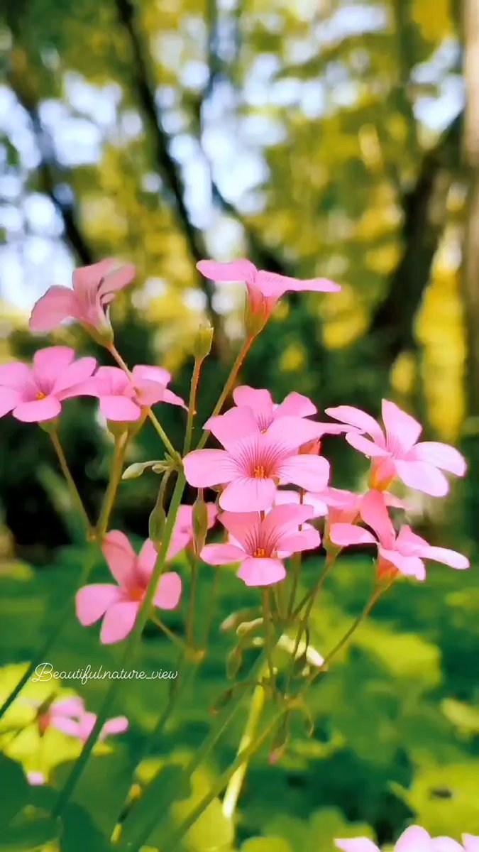 Your smile is so beautiful, like a spring flower...