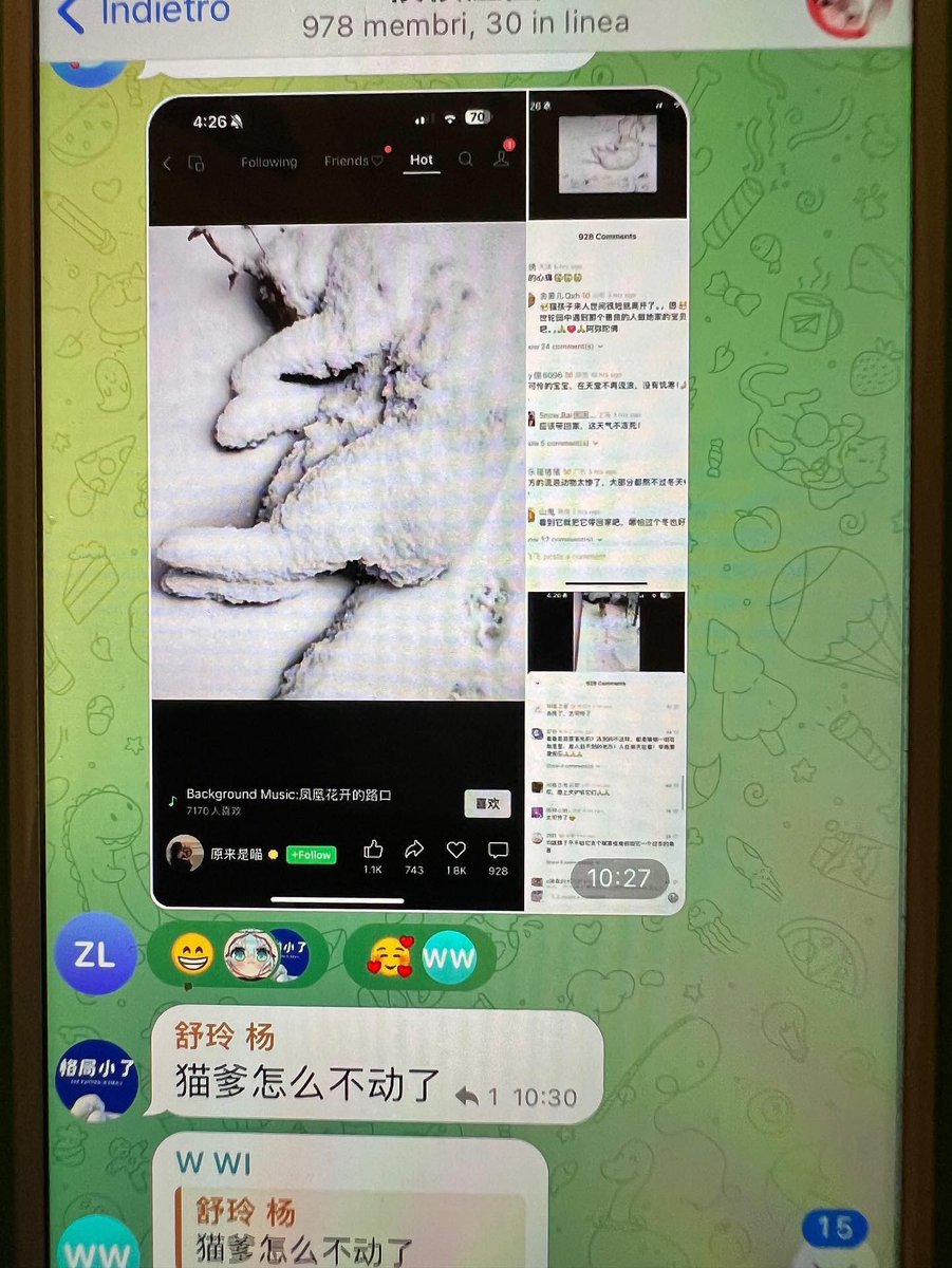 Tom97An's tweet photo. He lives in Georgia and is active in @telegram cat abuse groups.  Zhenfei Li from ATLANTA is a cat abuser. #catabuserschina #Atlanta #Georgia https://t.co/YFocKlbDyl