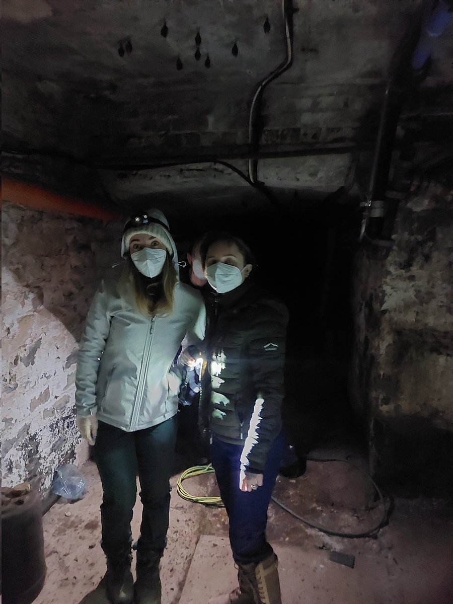Our first visit to some of the lesser horseshoe #bat roosts we'll focus on in our 3yr @LeverhulmeTrust @BioSciChester @vincentwildlife @BATMAN_LHB project & we got to see over 400 of these beautiful creatures! #BATMAN_LHB