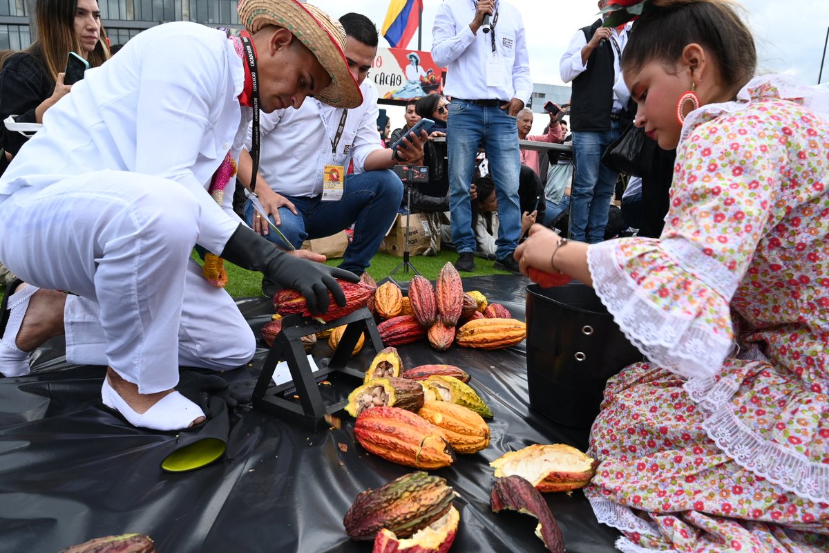 fedecacao's tweet photo. ¿Sabes que nuestros productores de cacao realizan a diario una labor llamada desengrullado de cacao para extraer los granos de este maravilloso fruto?  Ven a #Chocoshow2023 y emocionate con el Primer Campeonato Nacional de Desengrulladores de Cacao ! https://t.co/T1DM9LGO7a