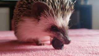 Kushylander's tweet photo. @hedgedhog7 food chain https://t.co/4JBx0sBAVG