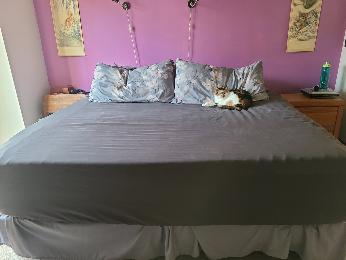 AmandaPauley13's tweet image. She wants a bigger bed to curl up on. #SpoiledCat #cat #CatsOfTwitter #CatsOfX #CatsOnTwitter #PHOTOS