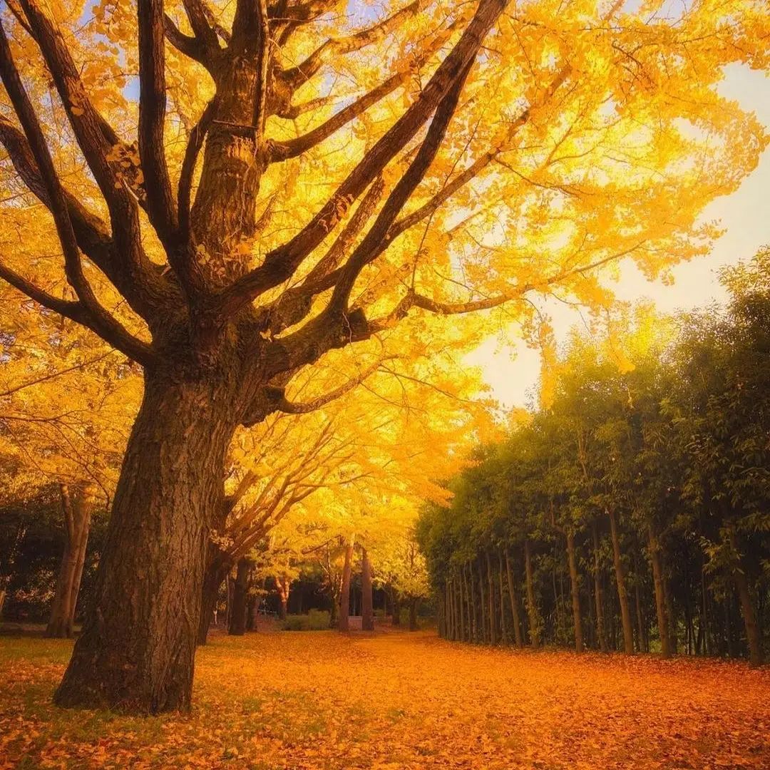 These scenery have nothing to do with anything. Even if you have nothing, they will still bloom for you.