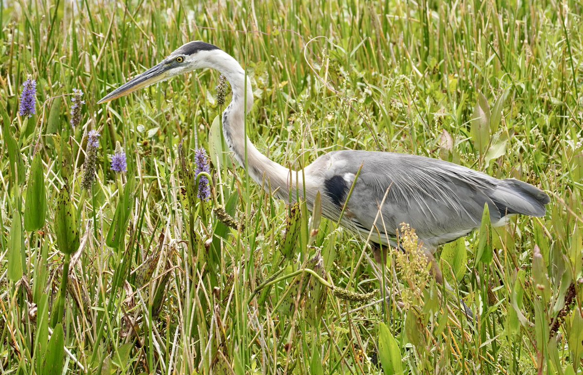 Furrowed brow and intense concentration.
Great Blue Heron (Ardea herodias) fishing in the Orlando Wetlands Park, near Christmas, FL, USA last summer. Great location for a #Heroncation.
#DentistsWithHerons