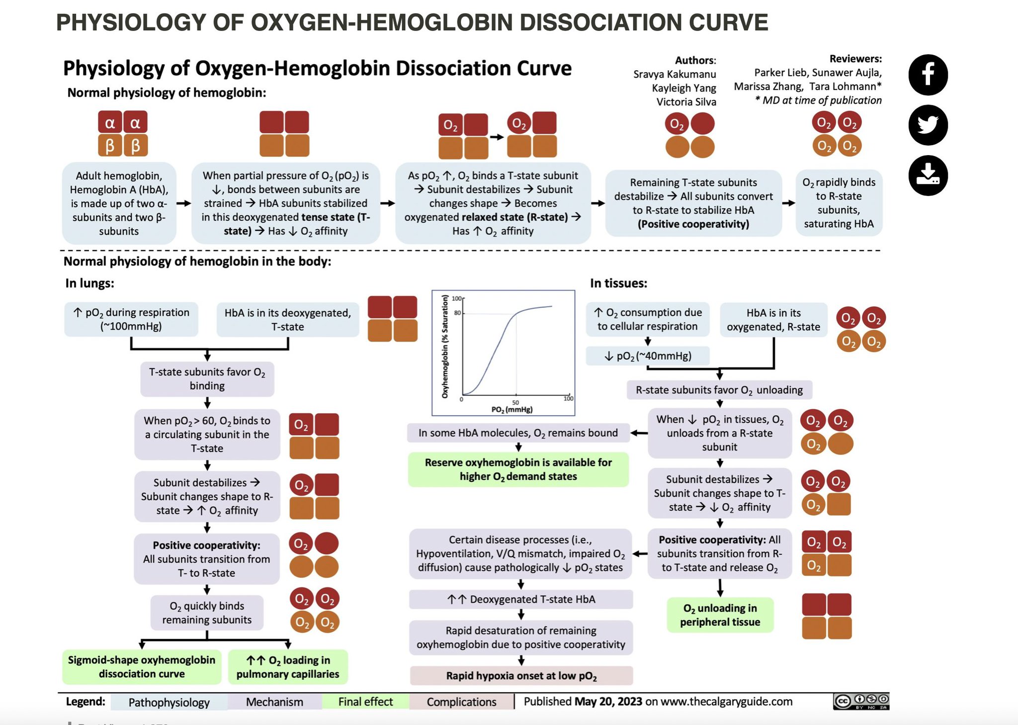Aaron Goodman - “Papa Heme” on X: Hemoglobin Dissociation Curve! I have to  teach this soon and was reviewing hemoglobin dissociation curve and came  across this fantastic slide from The Calgary Guide