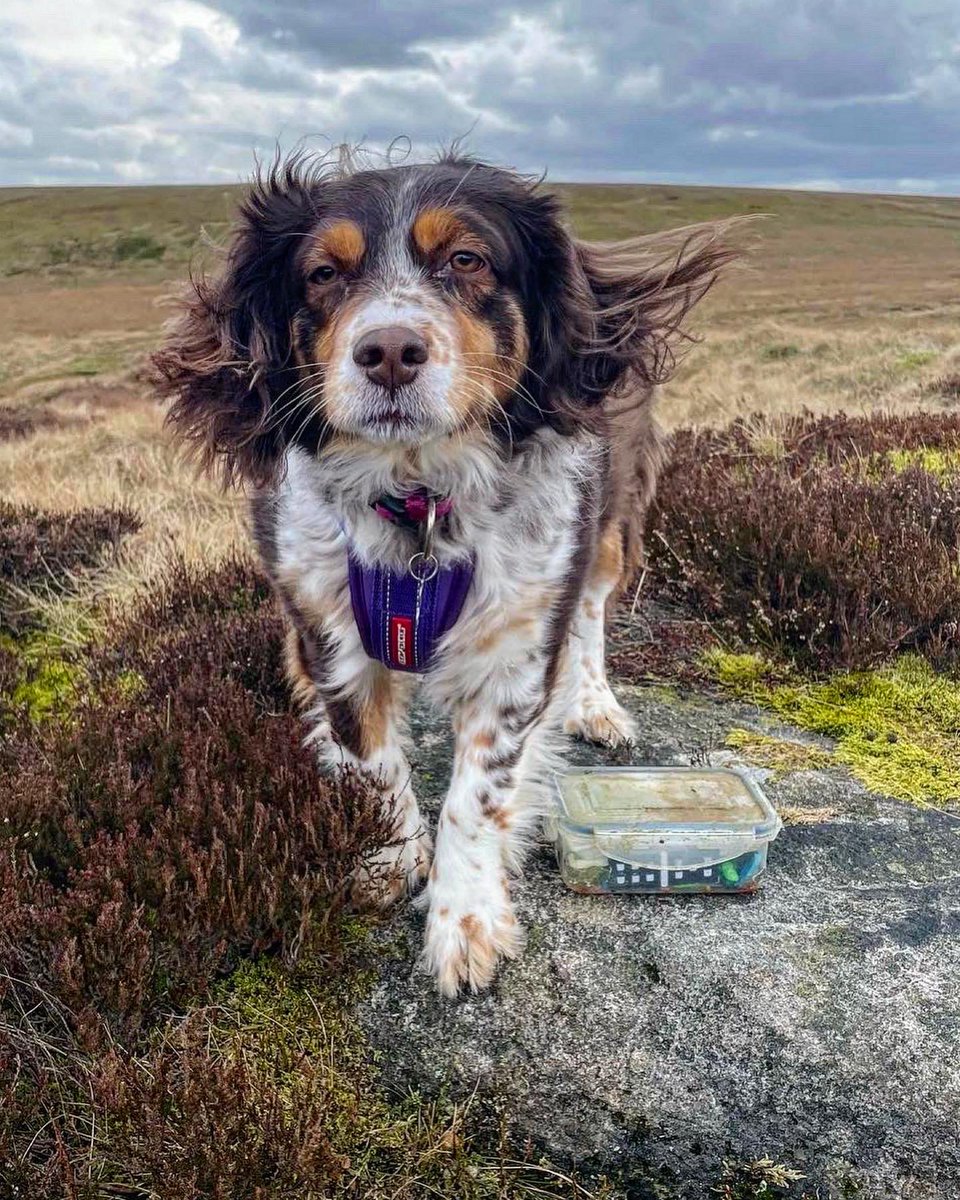 If your pet was on a dating website, post the photo that would be their profile pic. 

I’ll start… 

The windswept look 

#dogs #pets #petprofile #datingprofile