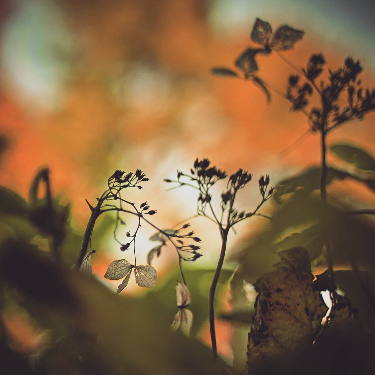 newratcom's tweet image. ・
hydrangea 
・
・
#nature #leaf #flowe 
#hydrangea #紫陽花
#naturephotograph