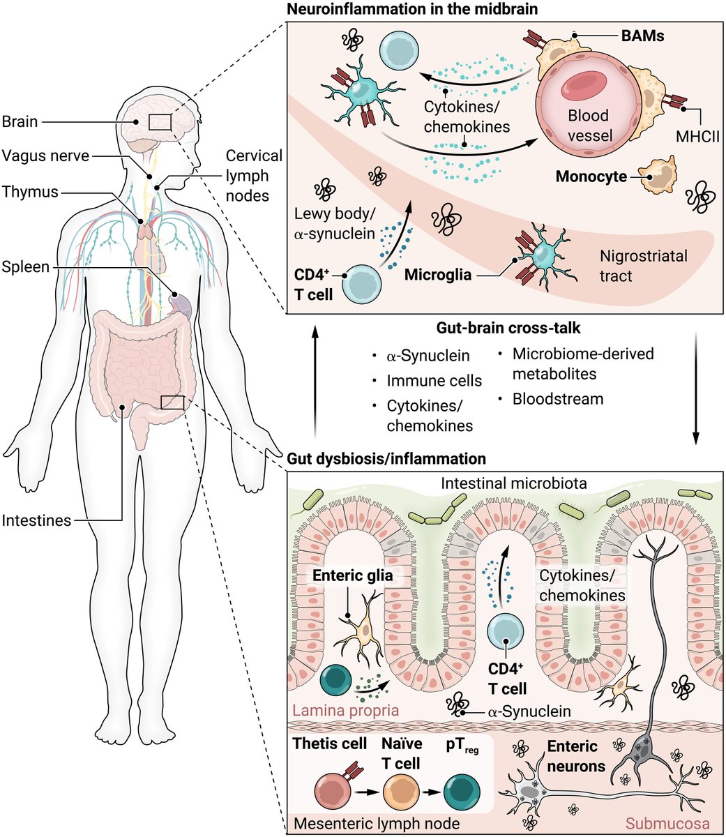 Innate and adaptive immune cells in the central and peripheral nervous systems could offer scientists a treasure trove of clues about the origins of #ParkinsonsDisease and future treatment strategies, argues a new <a href="/ScienceTM/">Science Translational Medicine</a> Viewpoint. scim.ag/4WY