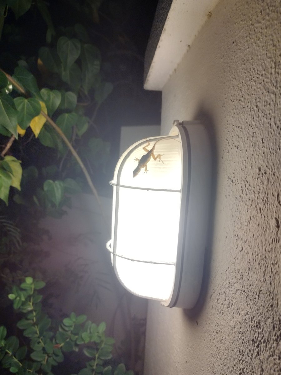 whiteshane5806's tweet image. This little lizard 🦎 is on a mission it's hunting for food like a ninja! #LizardLife #HungryHunter #FoodieGoals