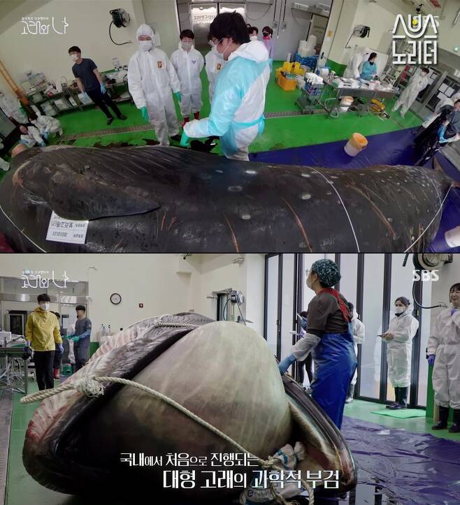 platypupu's tweet photo. 우리나라에서 20년만에 발견된 보리고래.
겨우 한살밖에 되지 않은 보리고래는 부안군 해안에서 죽은 상태로 발견됨.
사체를 해부하자 보리고래의 장 끝부분을 막고 있던 플라스틱 컵뚜껑이 발견되었다.
어린 부리고래를 죽인 건 인간이 버린 작은 플라스틱 컵 뚜껑이었다. https://t.co/MEFEQQUzOE