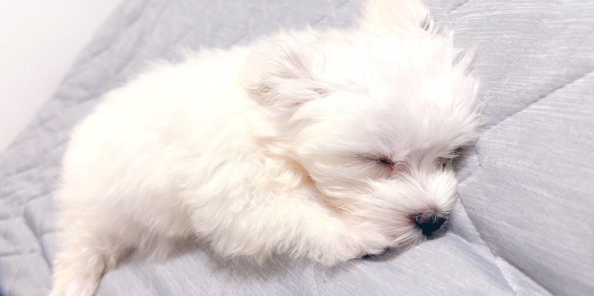 夜は寝ないヤンキーboy🐶
新入りぶんた君です🐶
 #マルチーズ