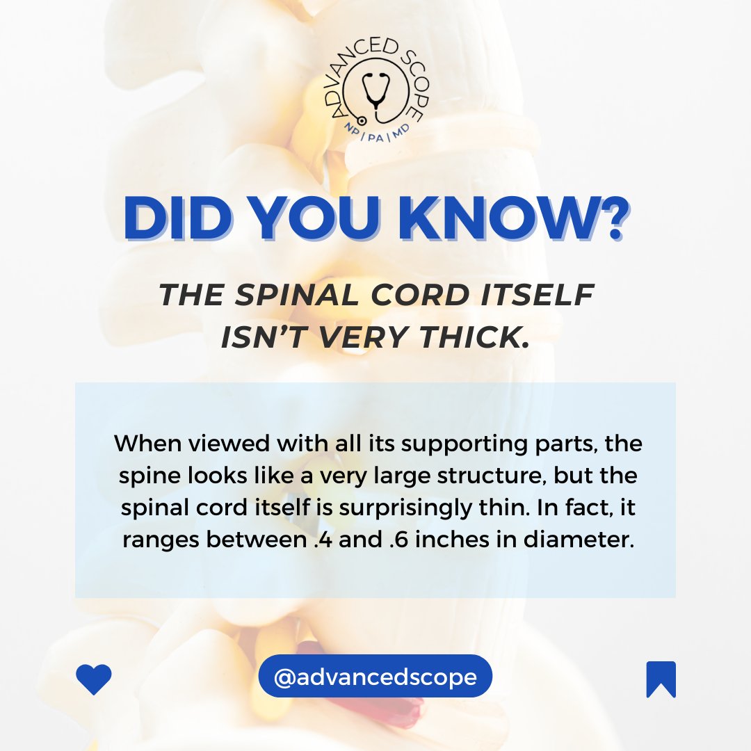 Advanced_Scope's tweet image. The spinal cord itself isn&apos;t very thick!  Despite it&apos;s length (depending on the human), it is actually a thin, tubular structure made up of nerve tissues that keep us moving and groving. 💃🚶

#SpineFacts #OrthopedicsWonders #orthopedics #Spine  #advancedspractice #advancedscope