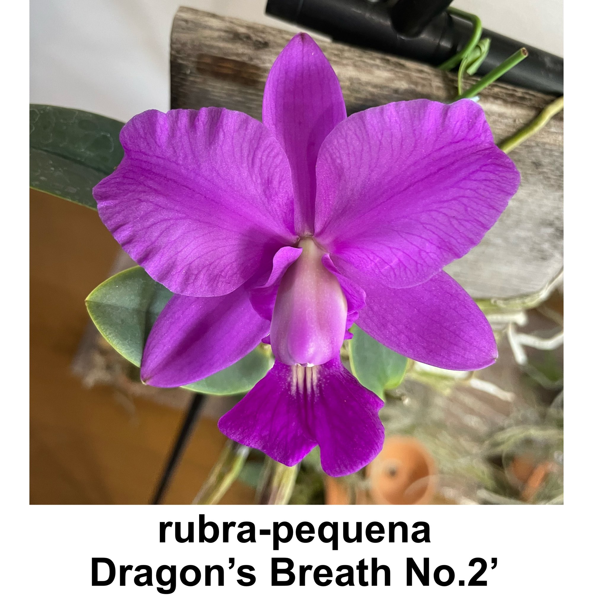 Amazon | 【2本セット】花蘭咲 120ml マイケア 医薬部外品