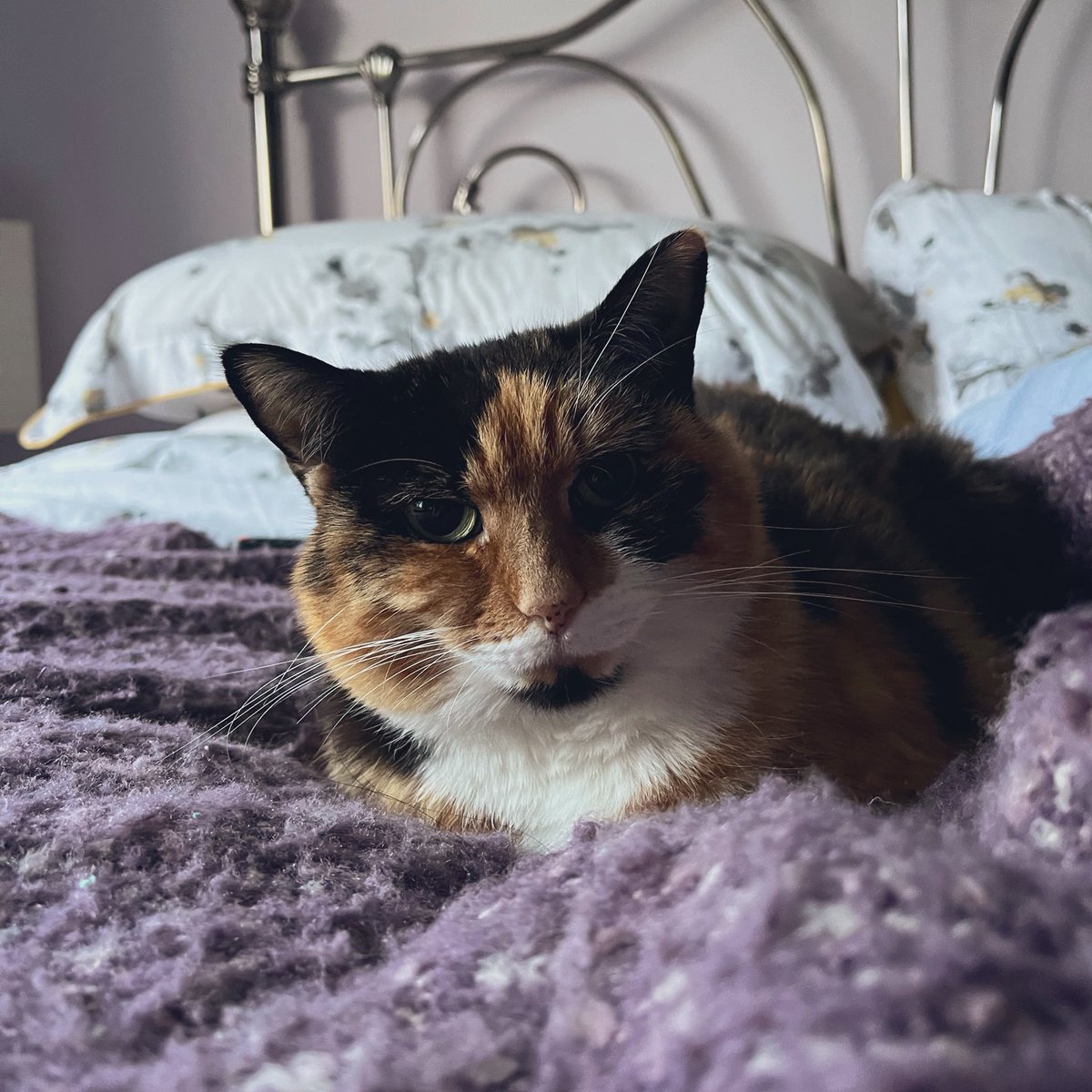 EeviesHouse's tweet photo. Toadally leglissss
#CalicoCrew #FlatCatFriday https://t.co/ZQZraFP4Dw