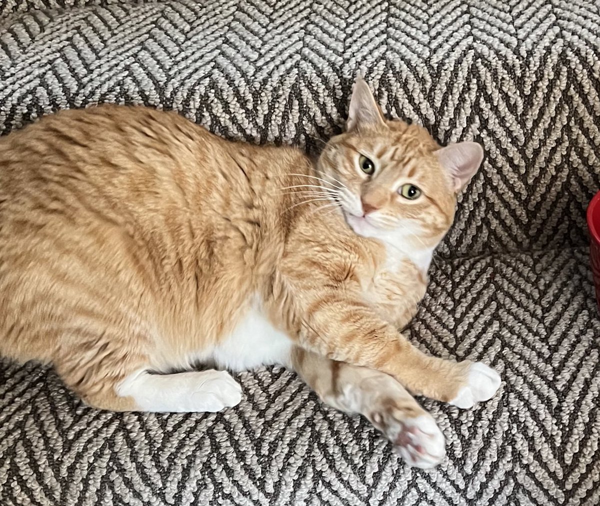 JortsTheCat's tweet image. I was given one official portion of turkey on a cute little plate. Then everyone secretly gave me just a few more tiny bites. I ate a LOT of bites by the time the day was over