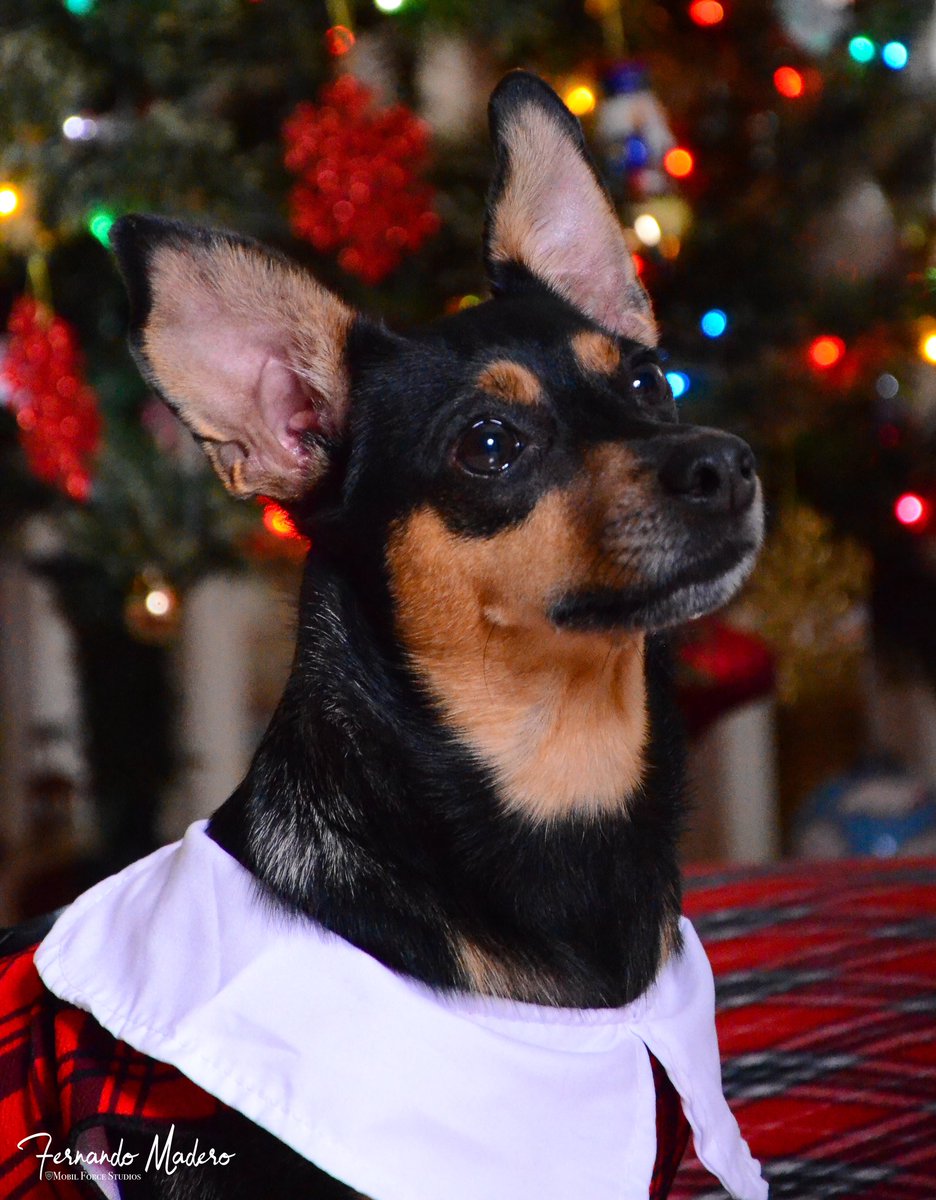 ForceMobil's tweet photo. Let’s not forget our furry friends this holiday season. https://t.co/QAT4t0FwVe