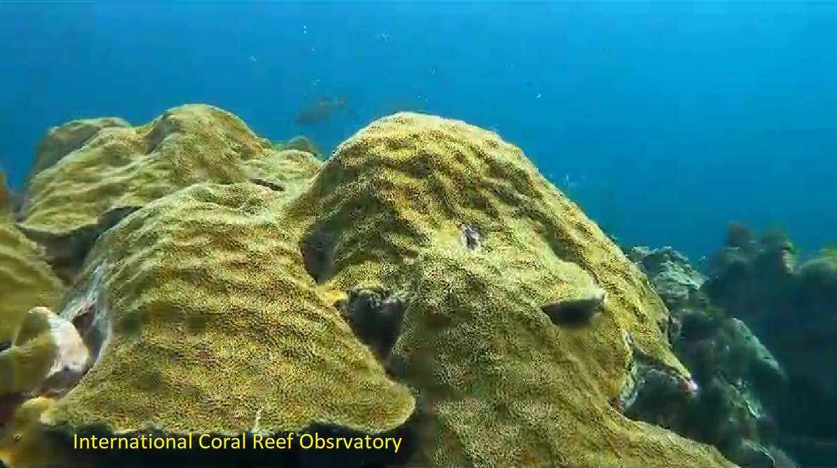 #Coral bleaching is temporary in resilient #CoralReefs the colonies recover the microalgae as the temperature drops. In #MesDelReef2023 #MonthOfTheReef2023 #IMOR2023 Shallow #Caribbean #Capurgana #CoralReef #HopeSpot <a href="/MissionBlue/">Mission Blue</a>  Did not bleach very long #ClimateChange Refugia