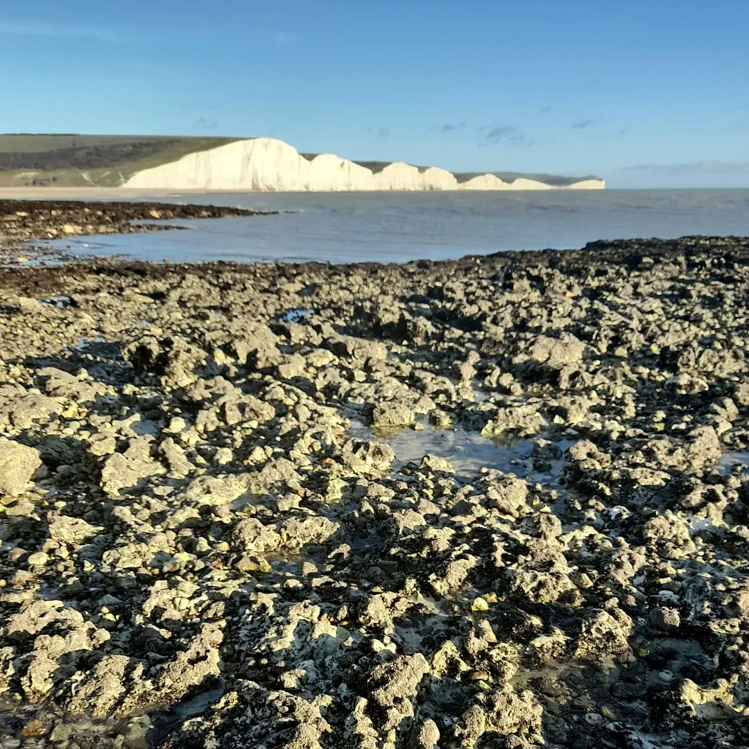 BiolAuthorEdu's tweet photo. Last visit to the coast, Hope Gap, with an A level group, studying coastal zonation. I colleced animals to help the students with species ID, seaweeds, topshell, chiton,  blenny, dogwhelk ...  Spotted an artist painting the cliffs. https://t.co/XOC3AtWNZp
