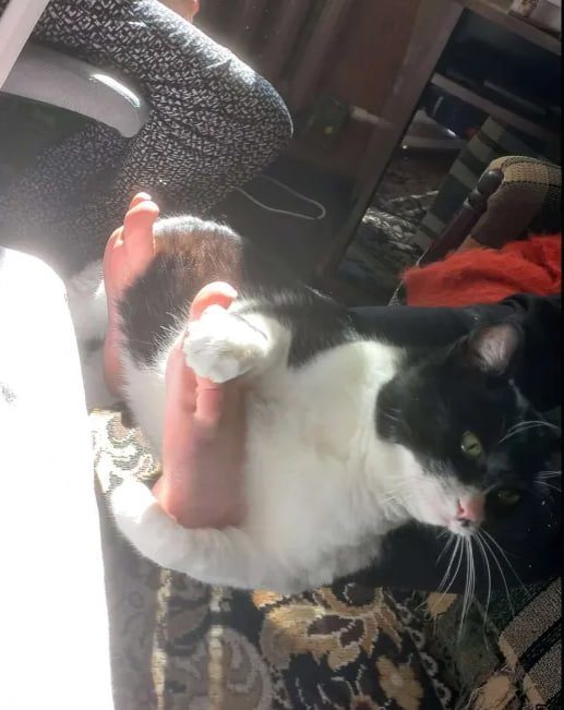 MichaellaBrown tweet media