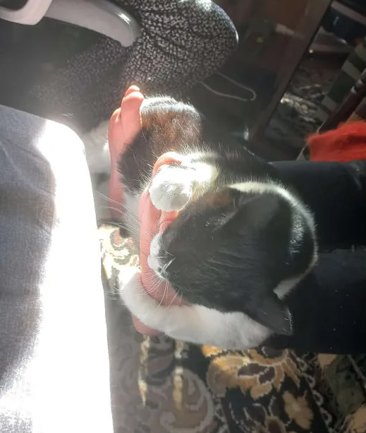 MichaellaBrown tweet media