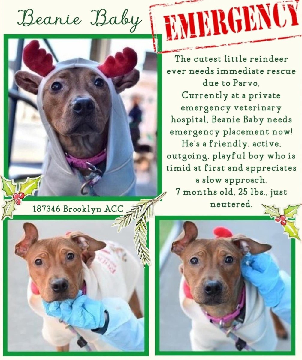 💔Beanie Baby💔
#NYCACC #187346 7mo
♦️Urgent Medical🚑
▪️Adopted + Returned
V ill, tested pos 4 Parvo!♦️Precious, social puppy needs placement By
11/25 Noon♦️
▪️At VEG, Needs #medicalrescue
▪️$500 Stipend 2 ResQ 

DM @notthesameone2 
m.facebook.com/story.php?stor…
💞Beanie Baby