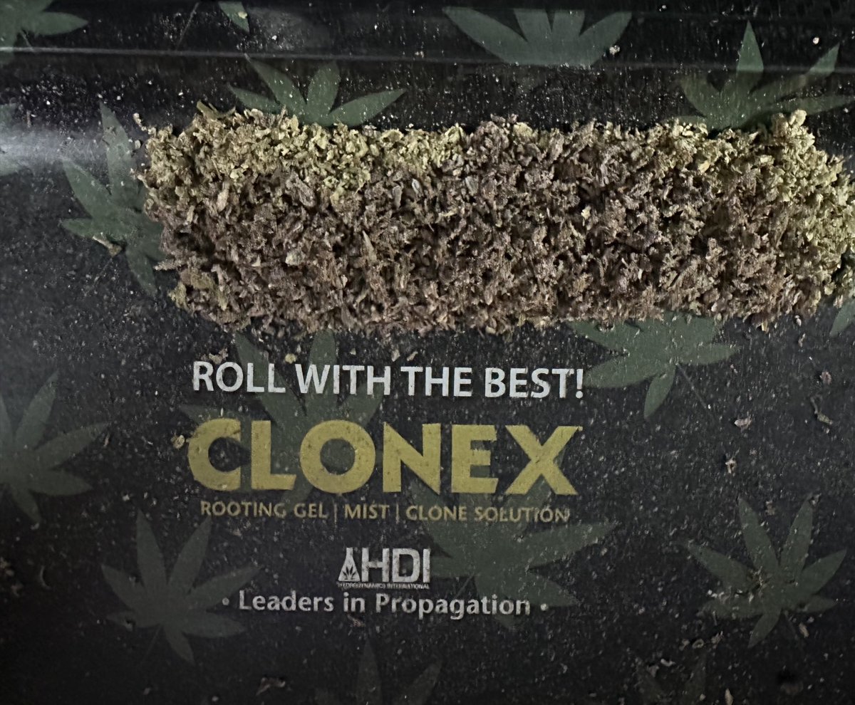 What you rollin’ with? Purple punch and grapefruit x Burmese. ✌🏼💚😎